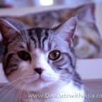 B Cat Cafe – Phuket Town, Thailand