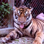 Tiger Kingdom – Phuket, Thailand